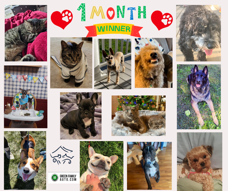 Month pet photo calendar contest winner facebook